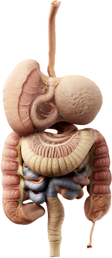 Digestive Health Capsules